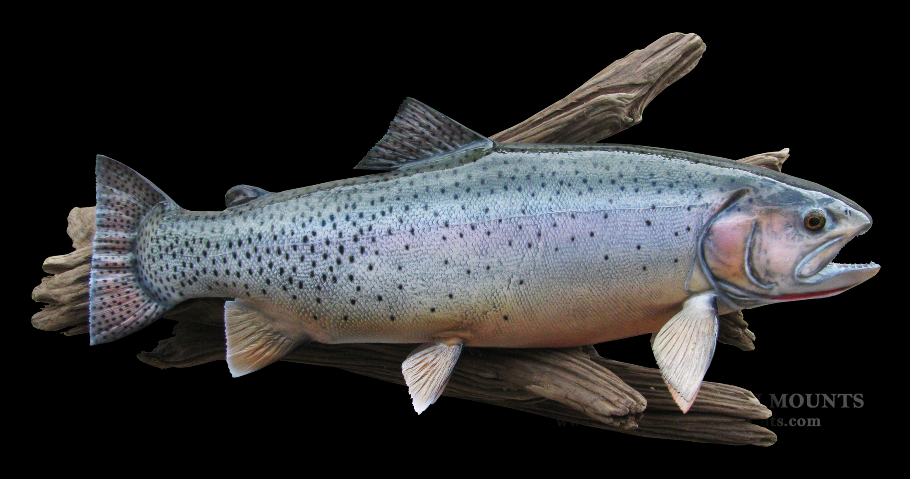 Cutthroat Trout Fish Mounts & Replicas by Coast-to-Coast Fish Mounts
