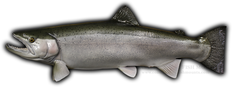 Calico Bass (Crappie) Stringer Fish Mount Replica