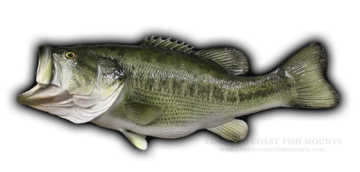 26 12 lb 8 oz Largemouth Bass Fish Mount Replica (CCLMB128)