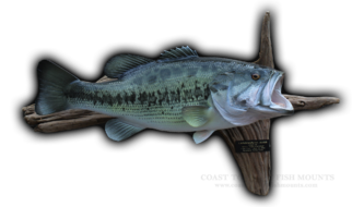 25 10 lbs 8 oz Largemouth Bass Fish Mount Replica (CCLMB105)