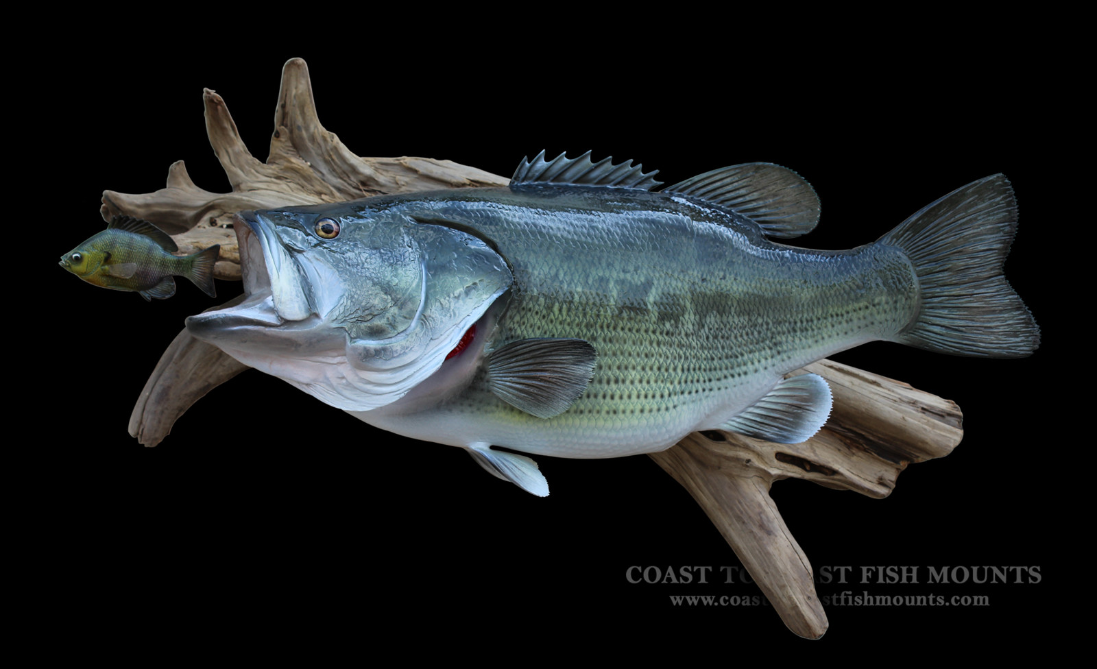 24 1/2", 9.8 lb Largemouth Bass Fish Mount Replica (CCLMB68)