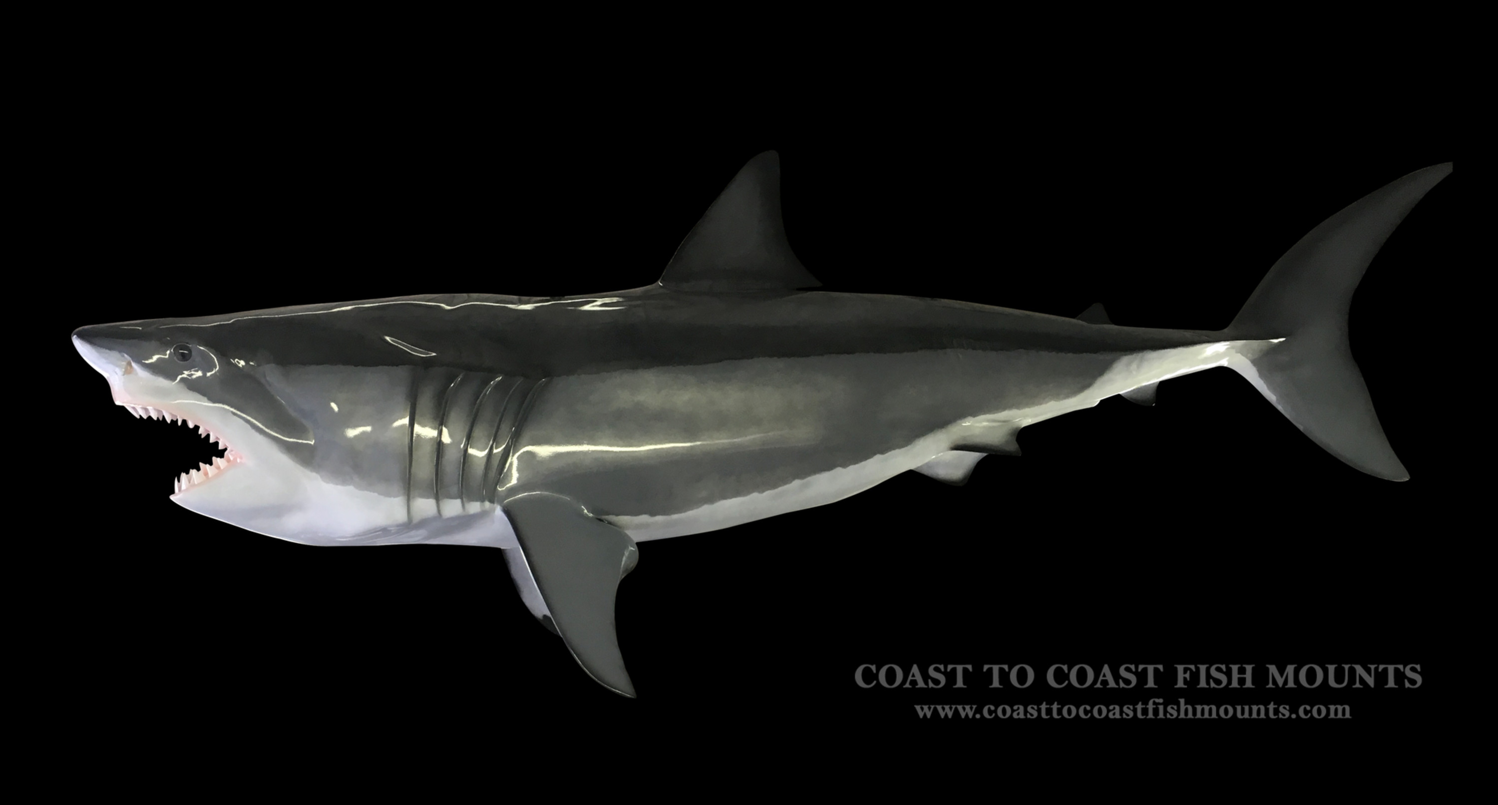 Great White Shark 54 - The Fish Mount Store