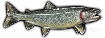 Lake Trout Fish Mounts & Replicas by Coast-to-Coast Fish Mounts