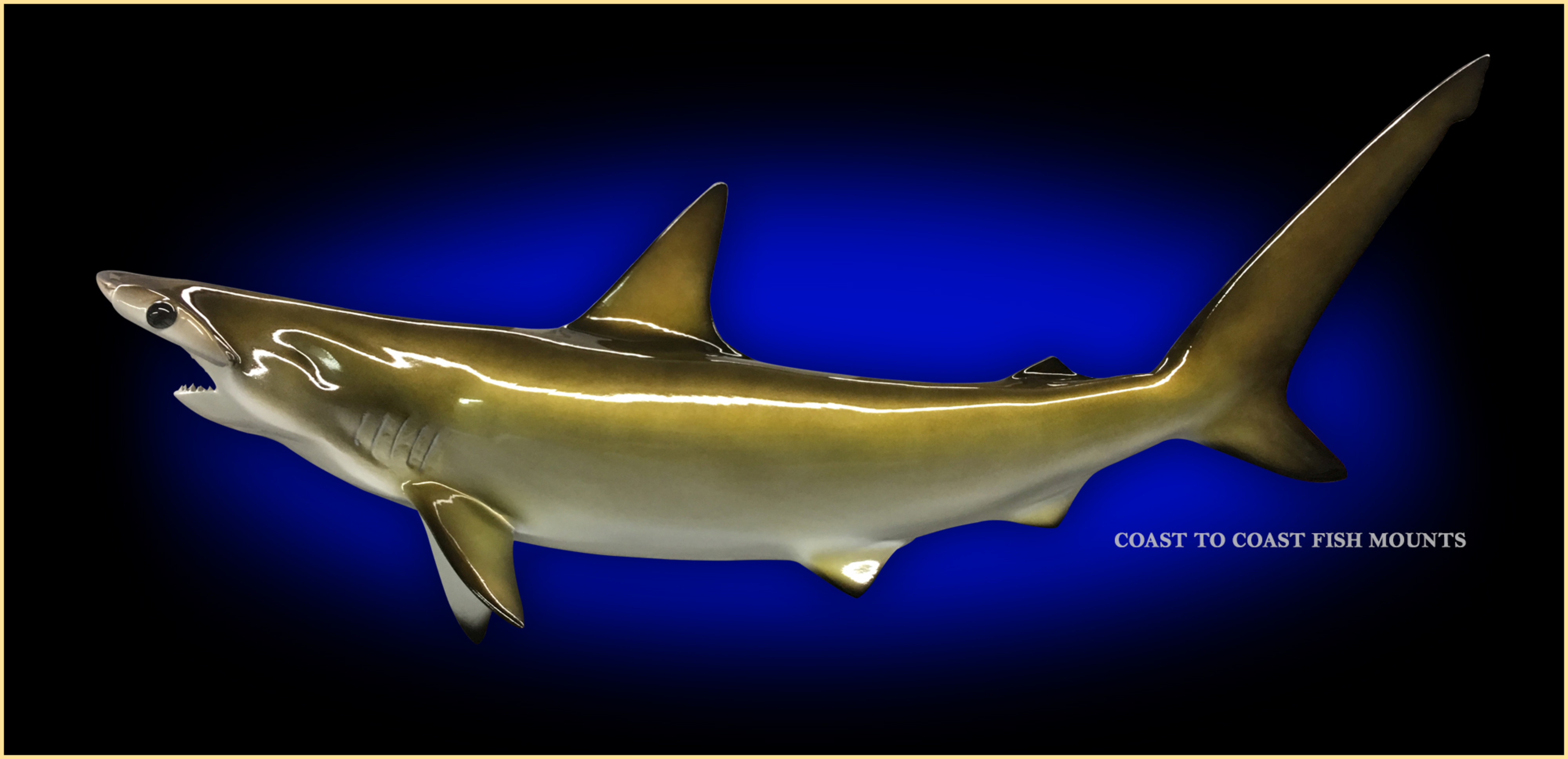 Hammerhead Shark Fish Mount and Fish Replicas CoasttoCoast