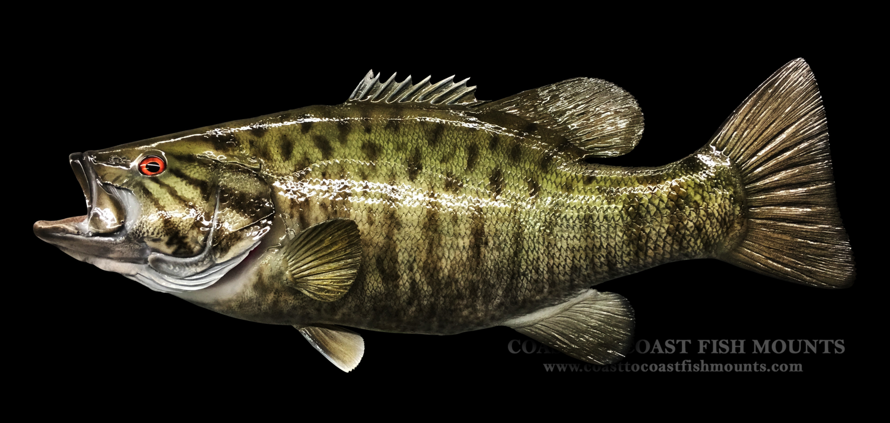Smallmouth Bass Fish Mounts & Replicas by Coast-to-Coast Fish Mounts