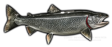 Lake Trout Fish Mounts & Replicas by Coast-to-Coast Fish Mounts