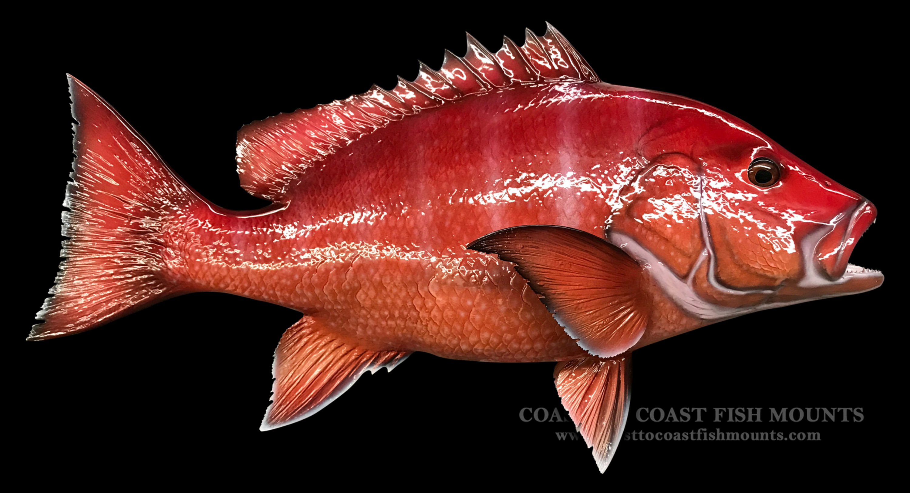 Red Snapper Fish Mounts & Replicas by Coast-to-Coast Fish Mounts