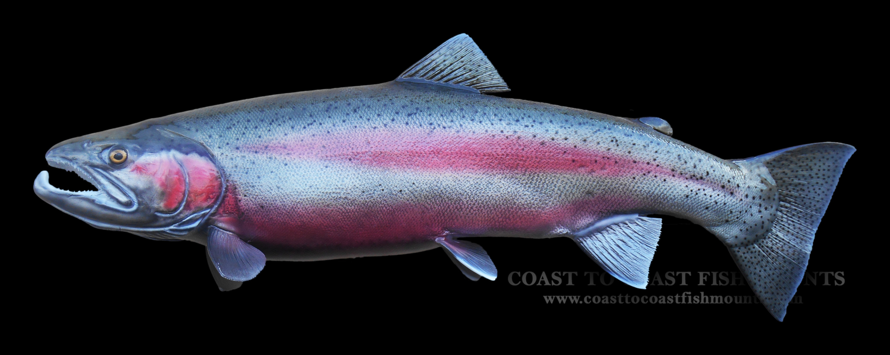 Steelhead Trout Fish Mounts & Replicas by Coast-to-Coast Fish Mounts