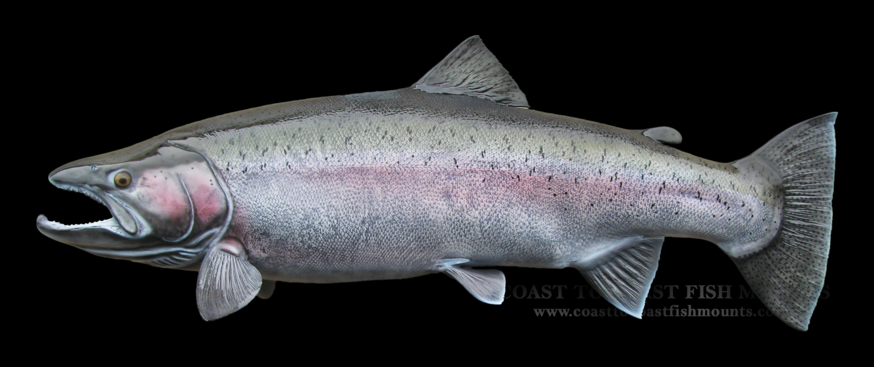 35 Inch Steelhead Trout Fish Mount Replica Reproduction For Sale