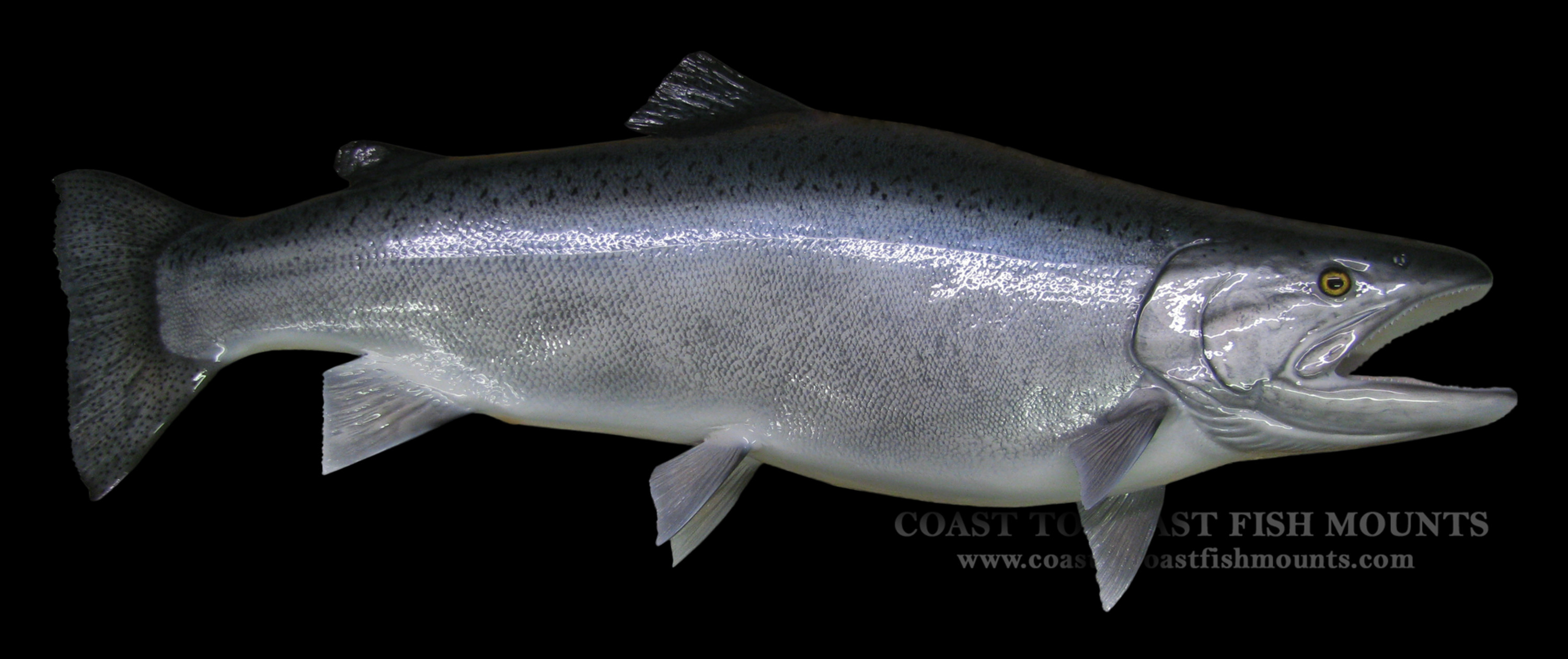 Steelhead Trout Fish Mounts & Replicas by Coast-to-Coast Fish Mounts