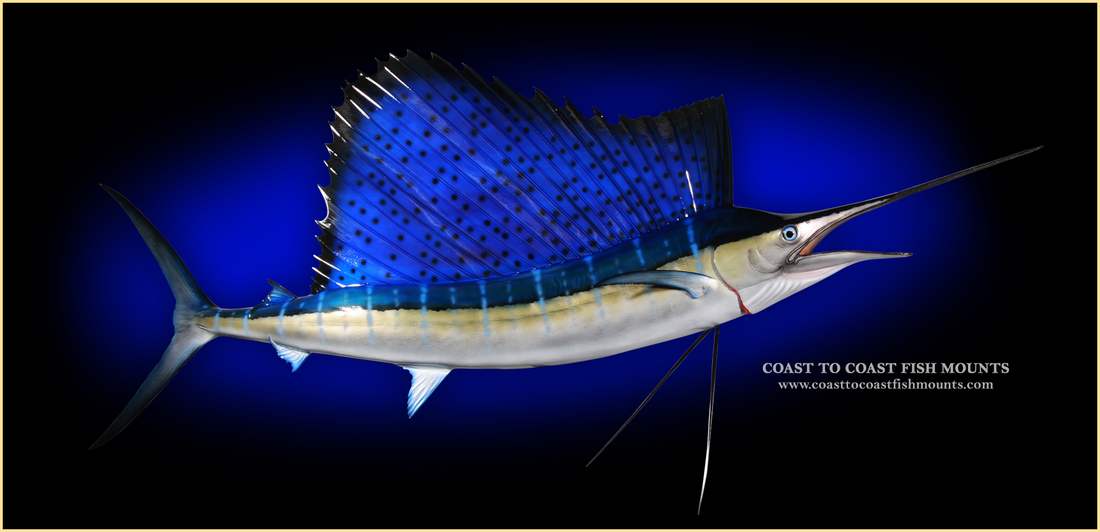 Fisherman Wall Mounted Trophy Replica Florida Ocean Sailfish Fish NEW 