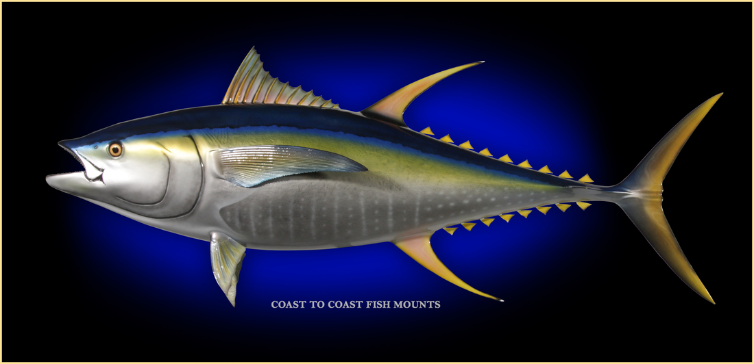 Saltwater Fish Mounts - Fish Replicas - Fish Taxidermy - Fish Taxidermist