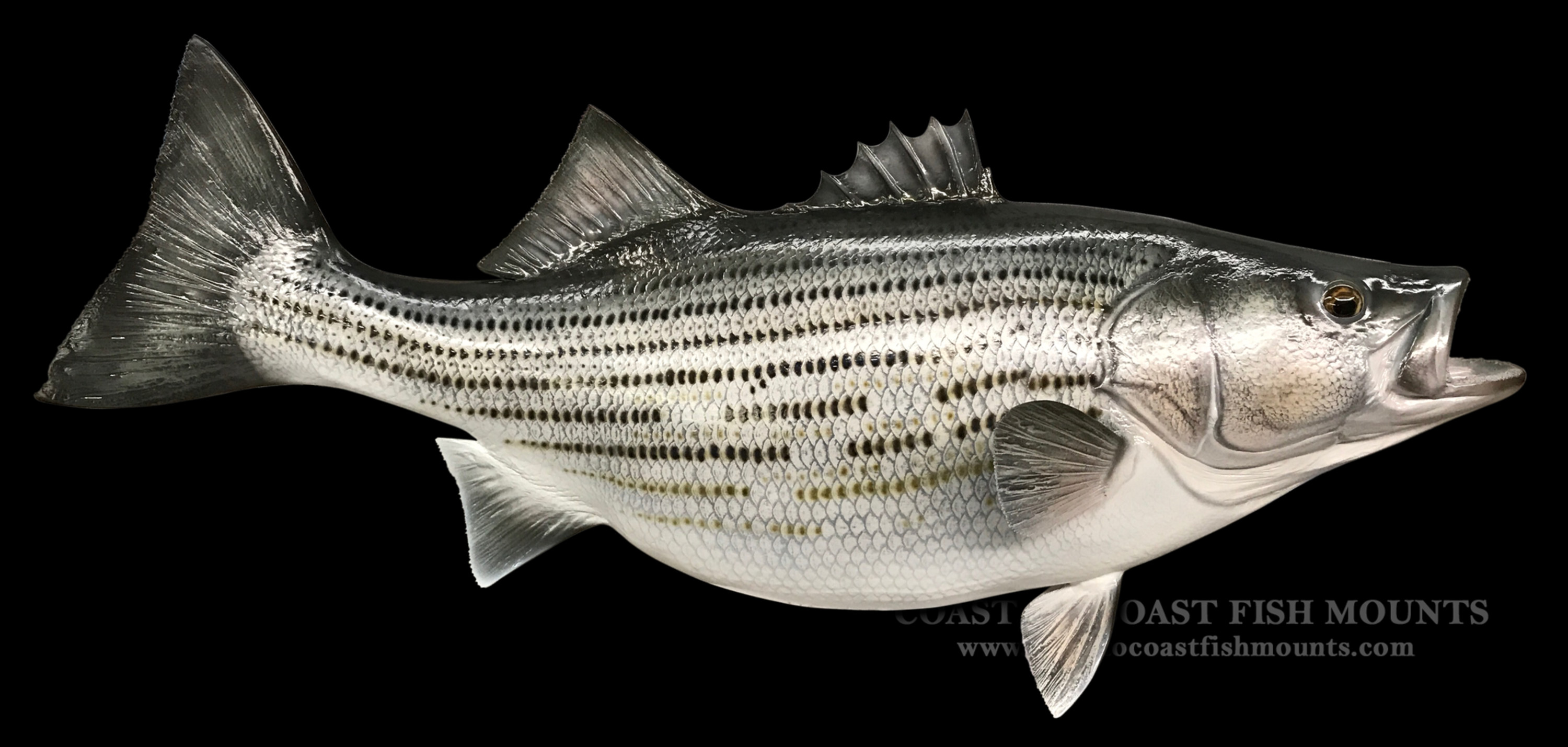 Wiper Bass Fish Mounts & Replicas by Coast-to-Coast Fish Mounts