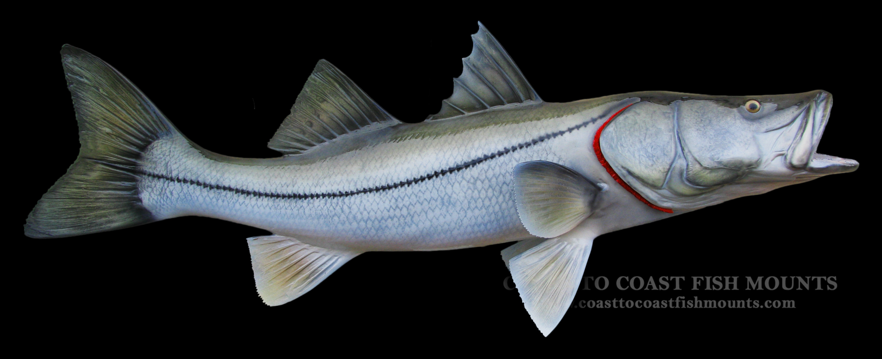 Common Snook Fish Mount For Sale #27701 - The Taxidermy Store