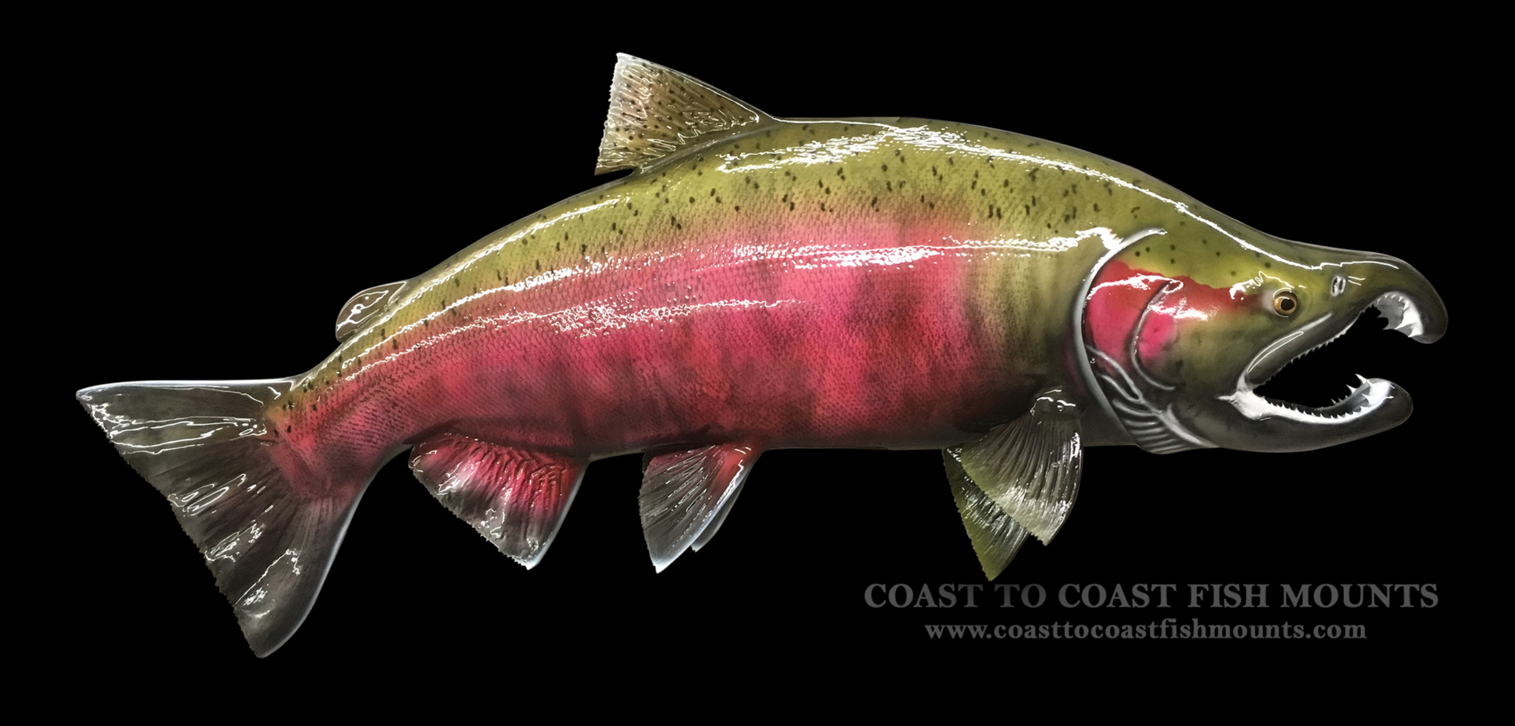 Coho Salmon Fish Mounts & Replicas by Coast-to-Coast Fish Mounts