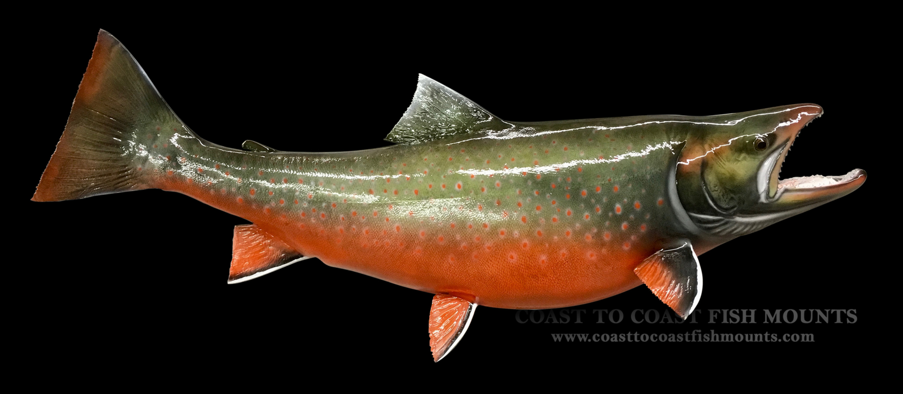 Arctic Char Fish Mounts & Replicas by Coast-to-Coast Fish Mounts
