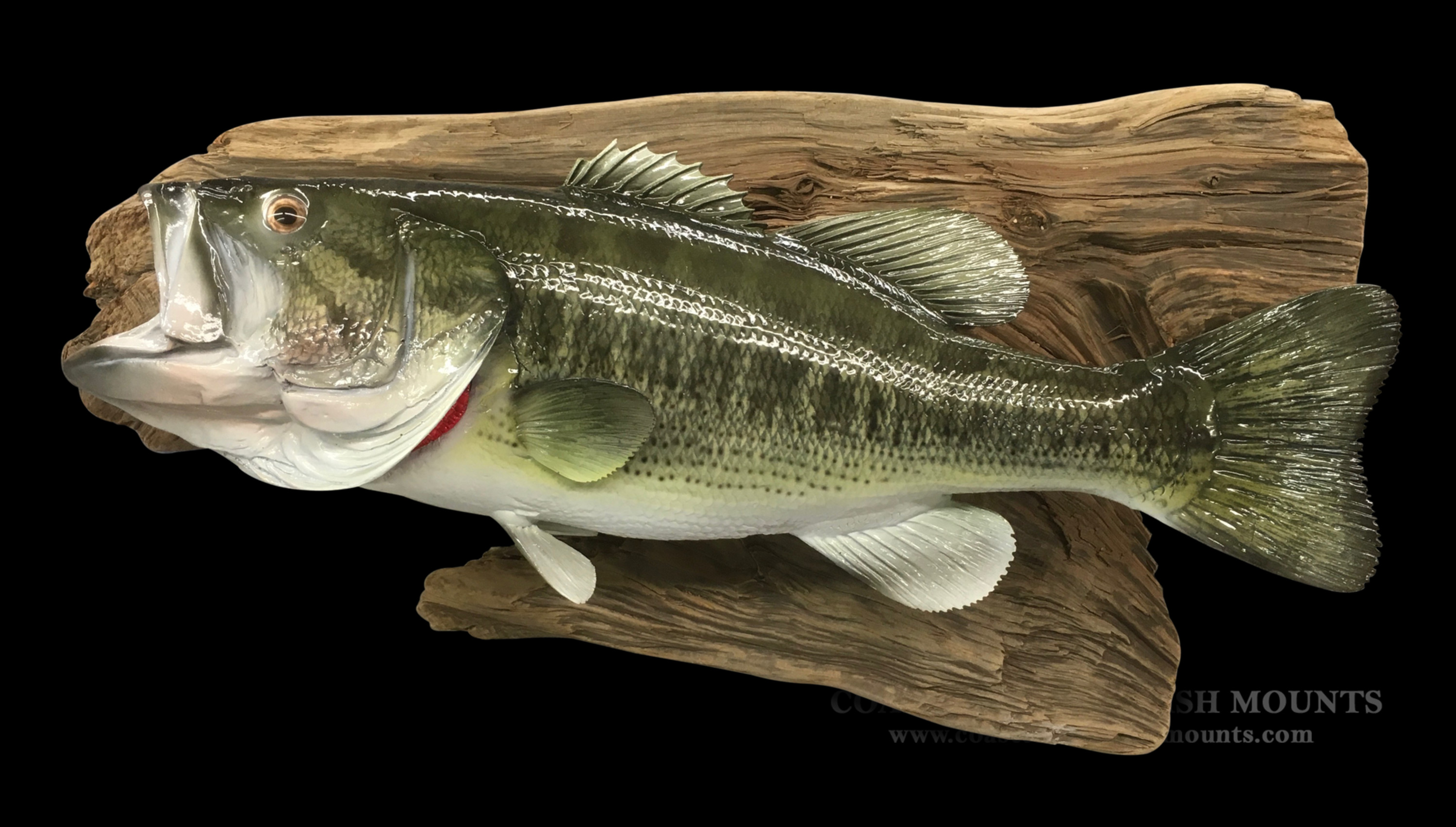 Largemouth Bass Fish Mounts & Replicas by Coast-to-Coast Fish Mounts