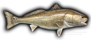 Redfish Fish Mounts & Replicas by Coast-to-Coast Fish Mounts