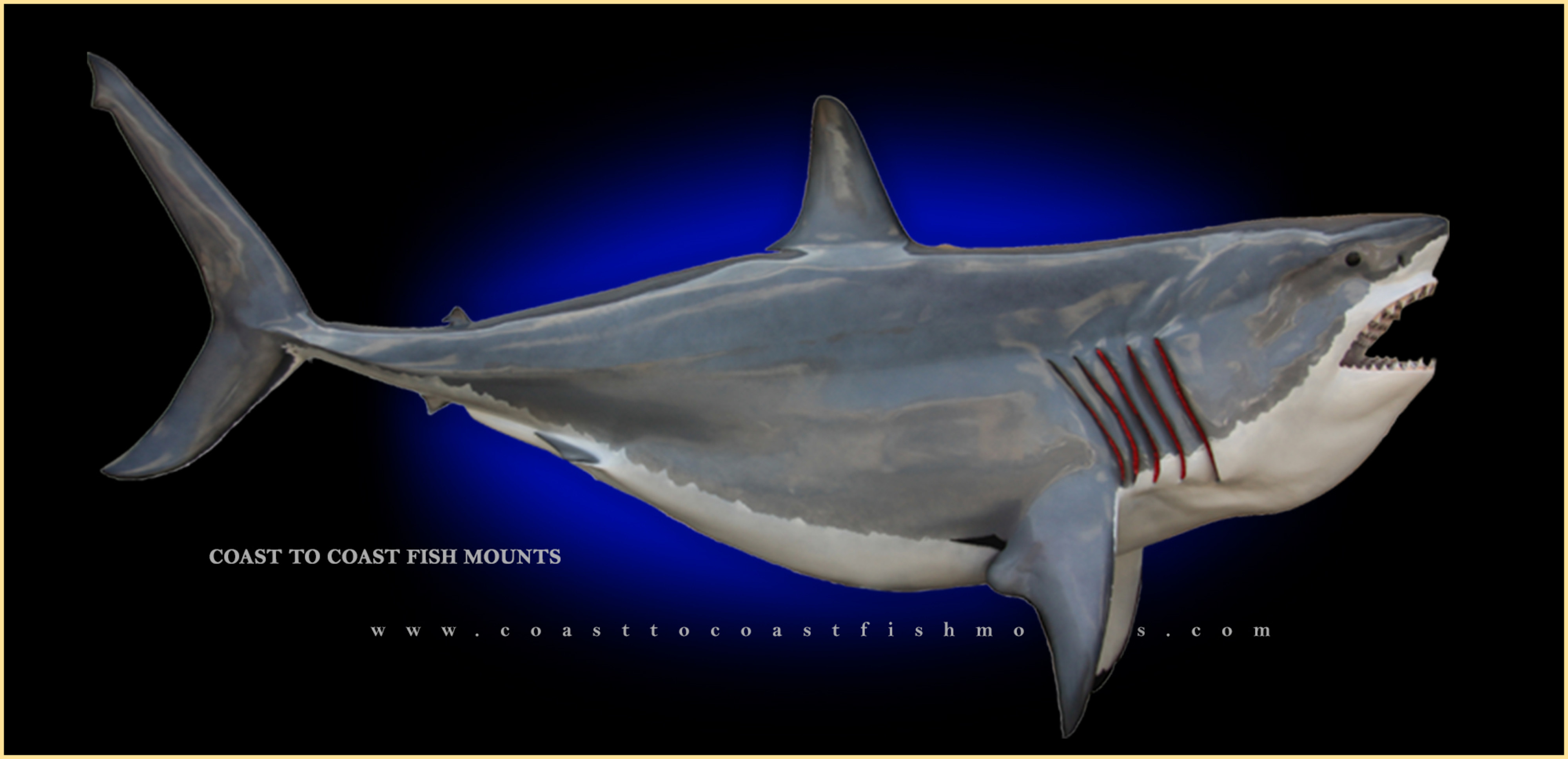 Great White Shark Fish Mounts & Fish Replicas
