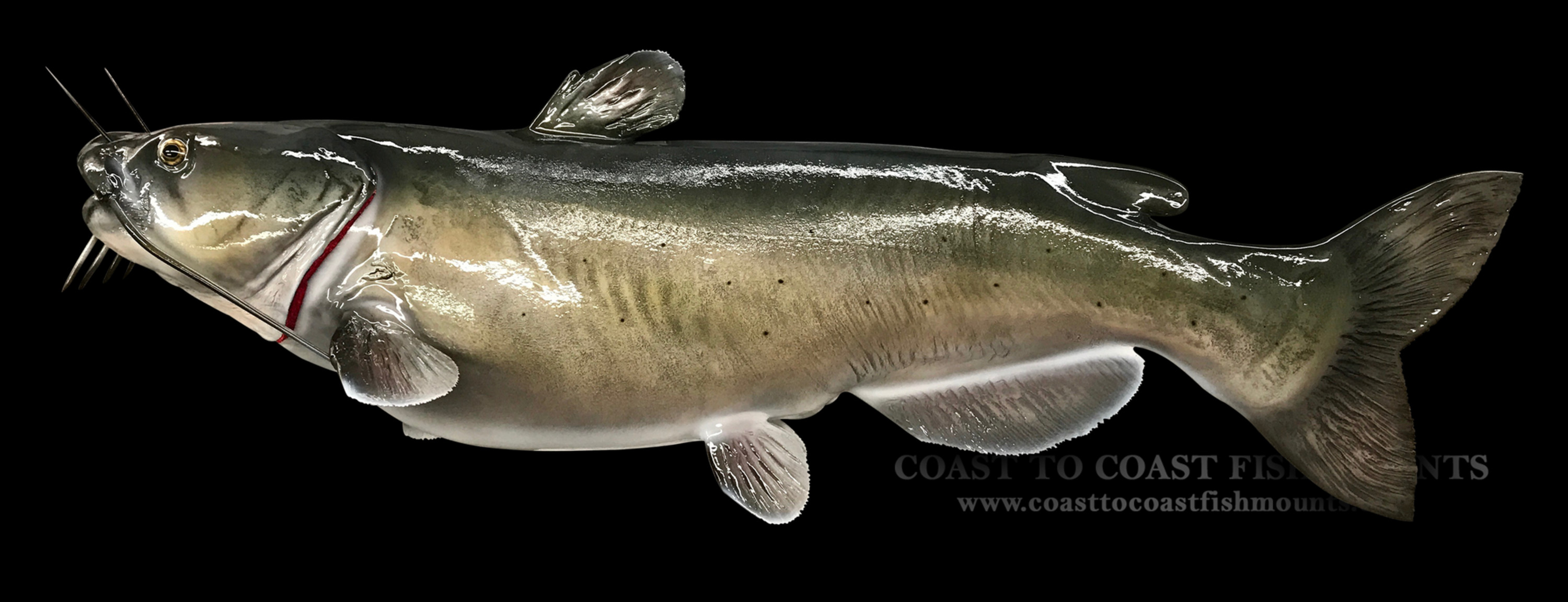 Catch River Channel Catfish Now