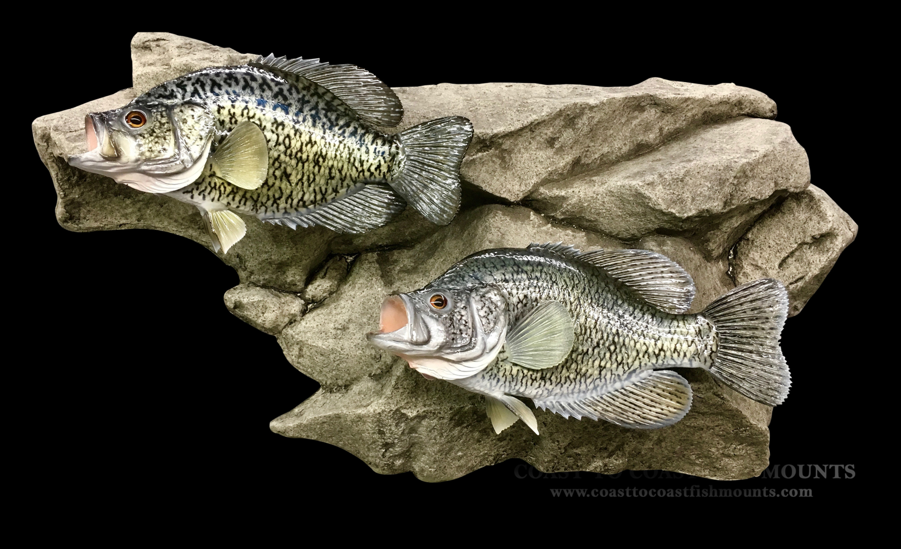 Calico (Crappie) Bass Fish Mounts & Replicas by Coast-to-Coast Fish Mounts