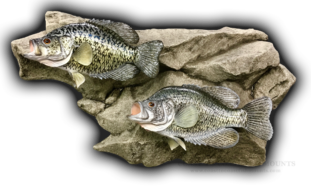 Calico Bass (Crappie) Stringer Fish Mount Replica
