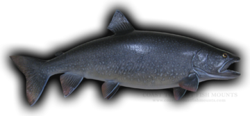 Lake Trout Fish Mounts & Replicas by Coast-to-Coast Fish Mounts