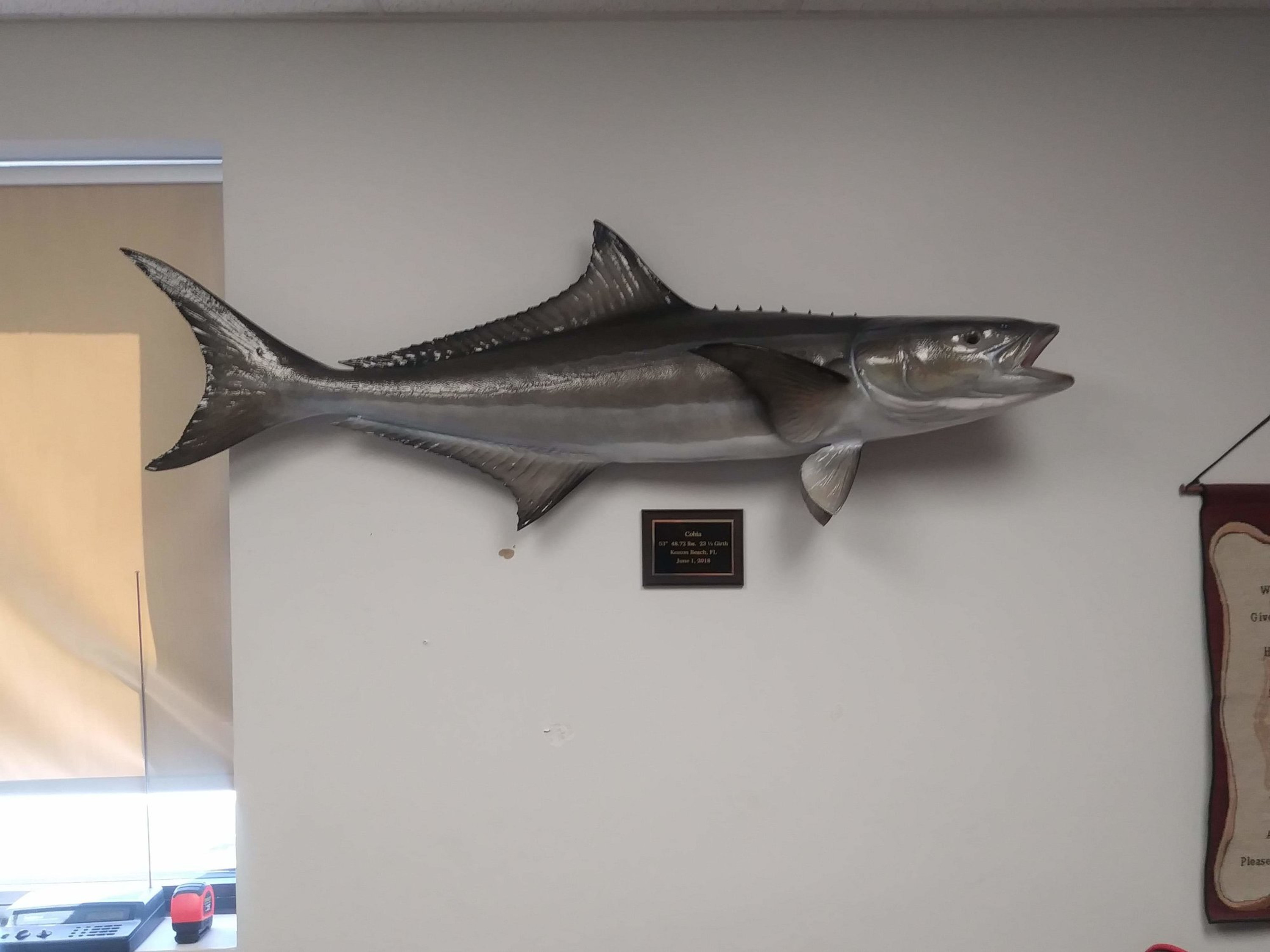 51-Inch Cobia Fish Mount