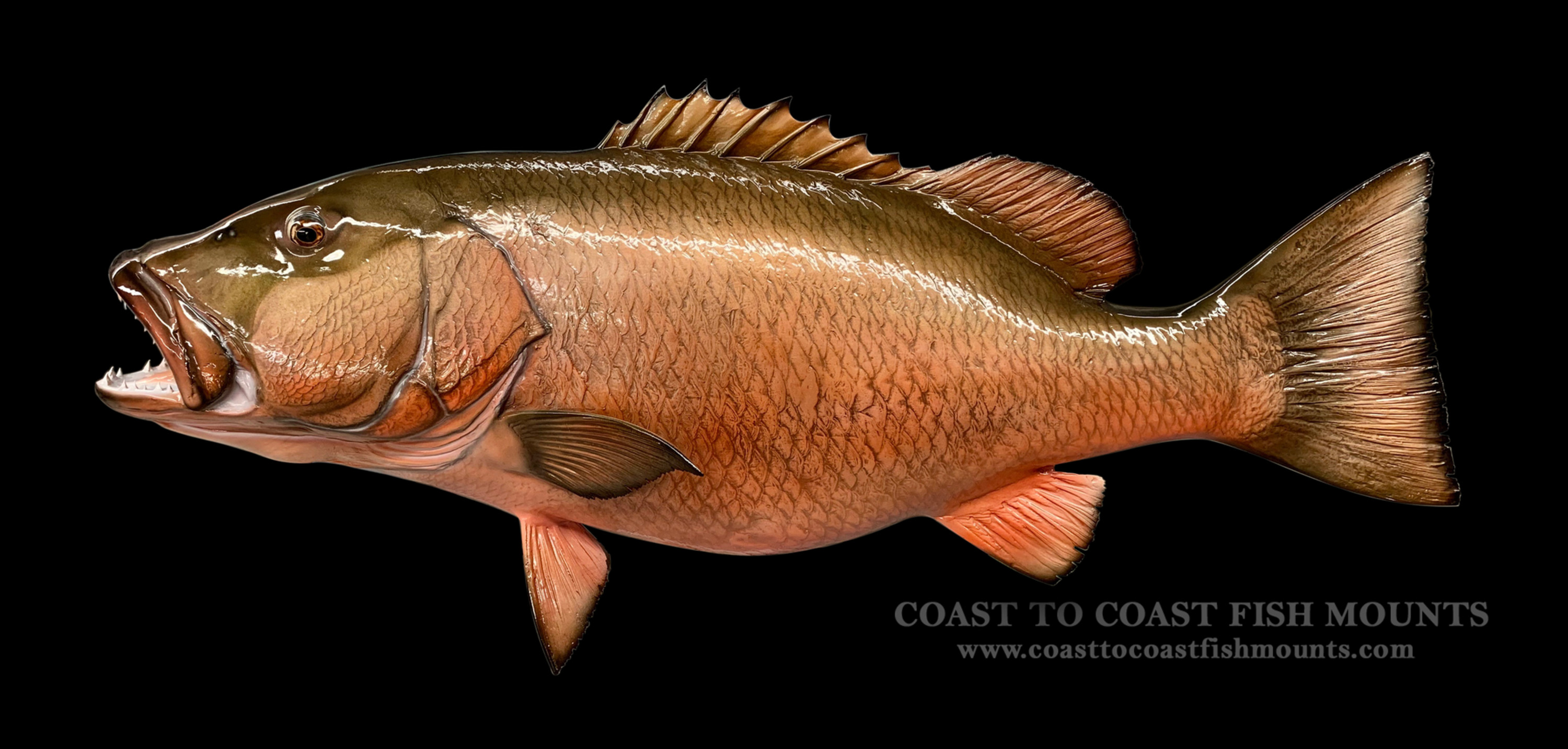 Red Snapper Fish Mount, mounted fish