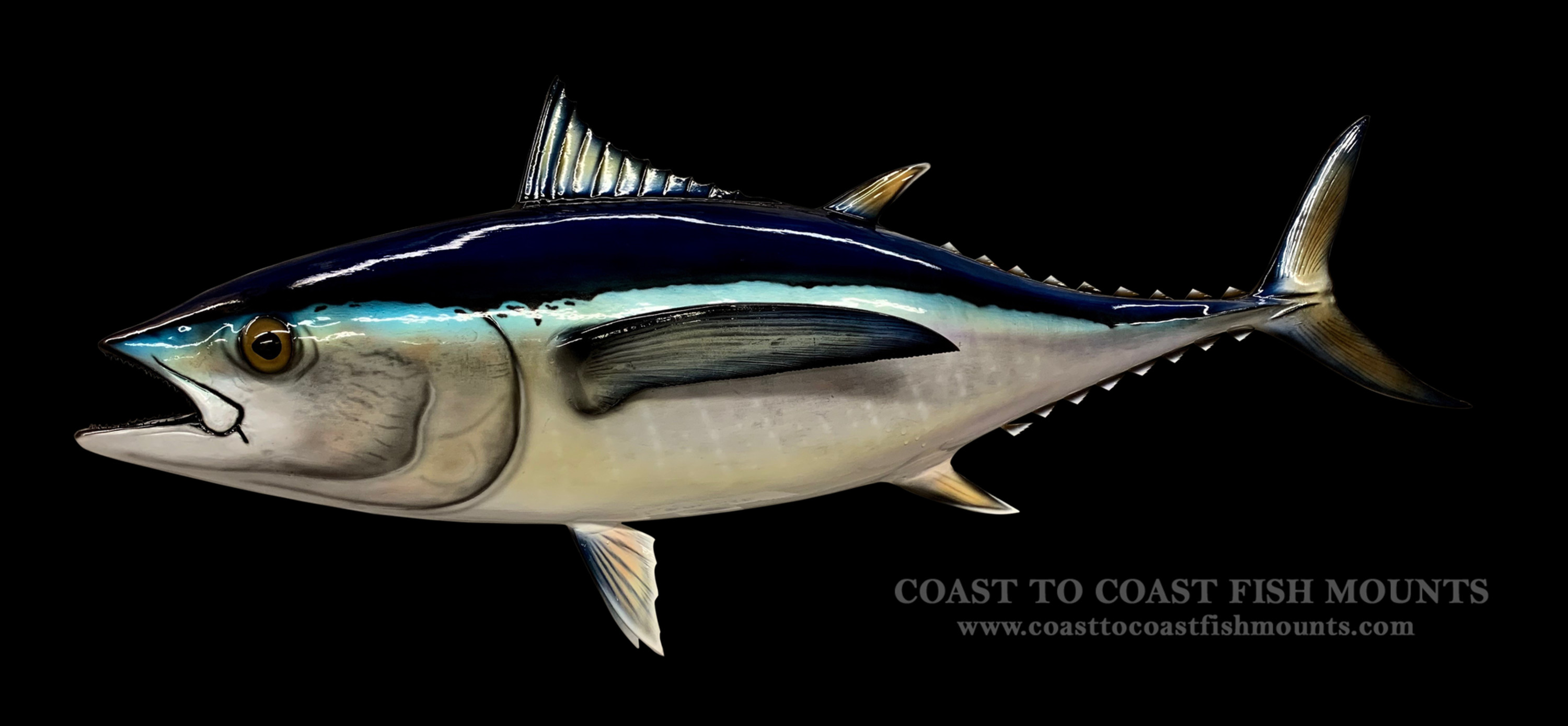 Albacore Tuna Fish Mounts & Replicas by Coast-to-Coast Fish Mounts