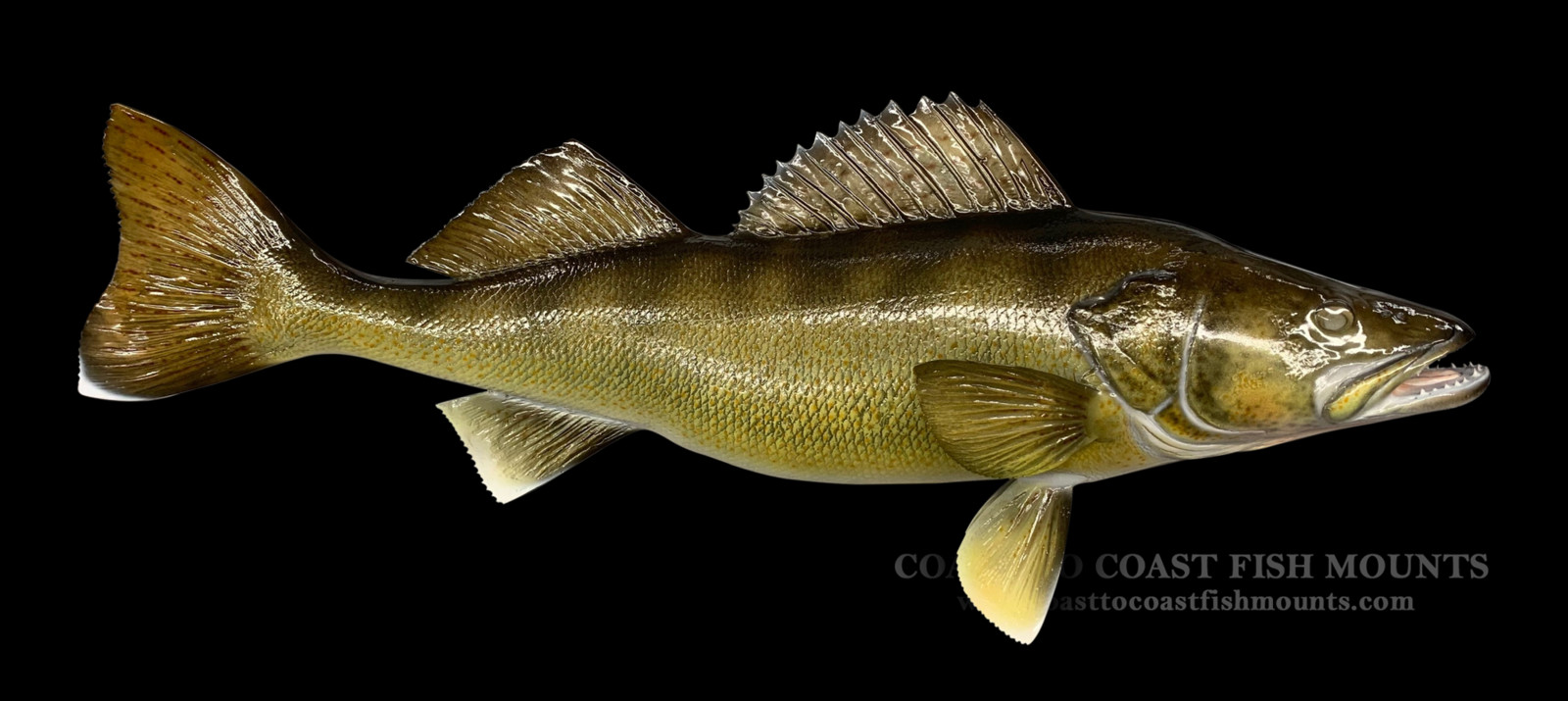 23 Walleye Fish Mount Replica