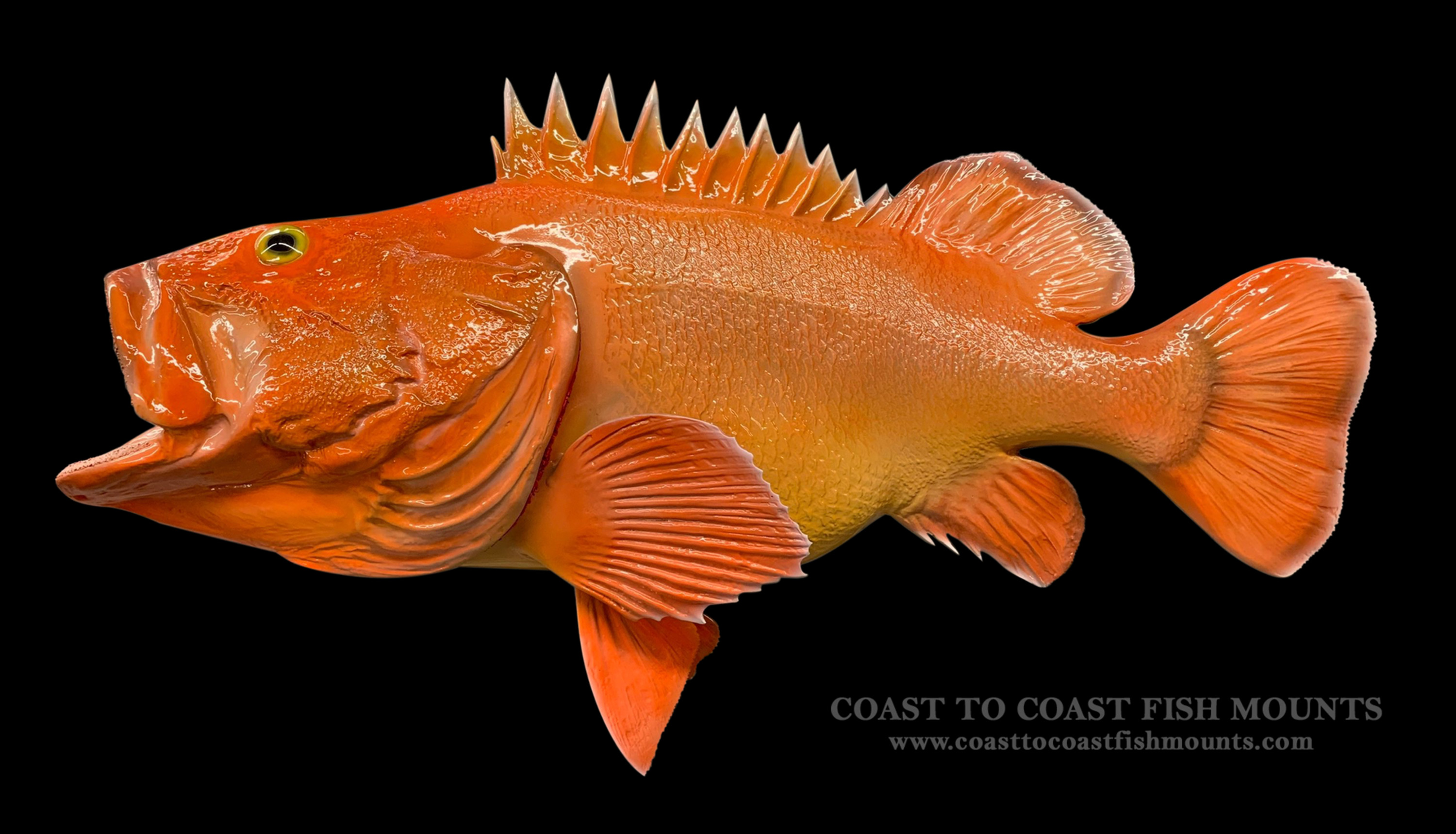 Pacific Golden-eyed Tilefish