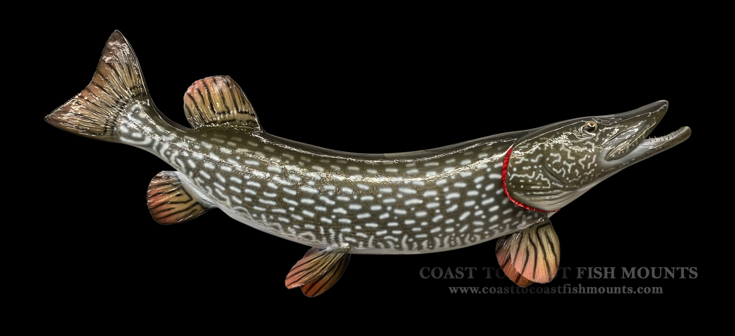 Northern Pike Taxidermy Reference Photo Cd 
