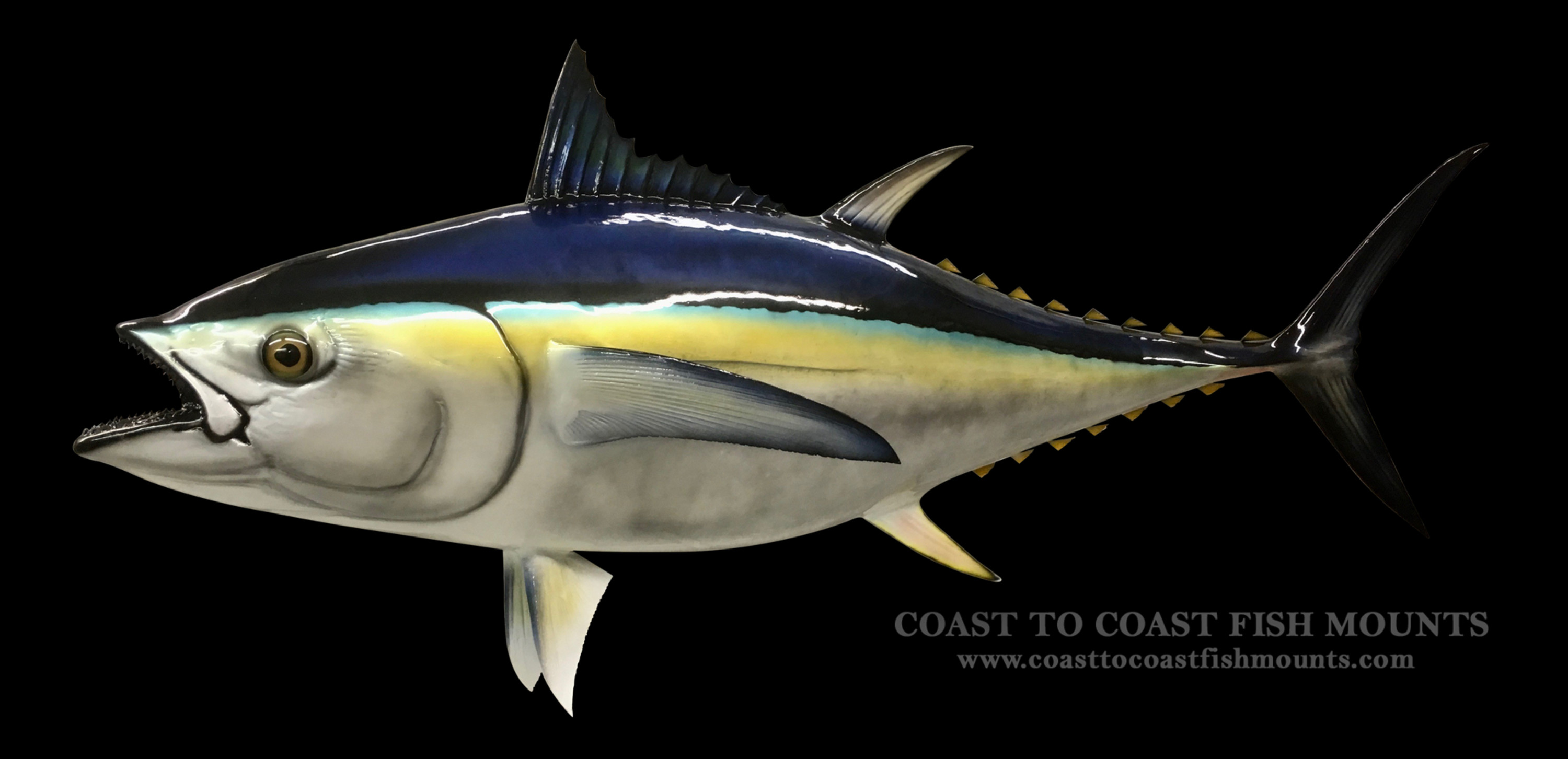 Bluefin Tuna Fish Mounts & Replicas by Coast-to-Coast Fish Mounts