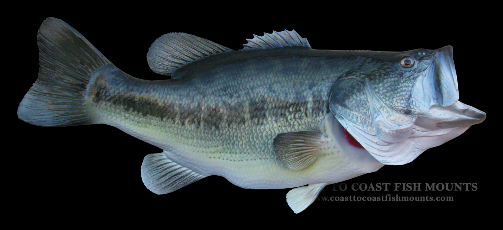 21 1/2 Largemouth Bass Fish Mount Replica (CCLMB30)