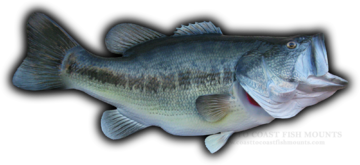 24 1/2, 9.8 lb Largemouth Bass Fish Mount Replica (CCLMB68)