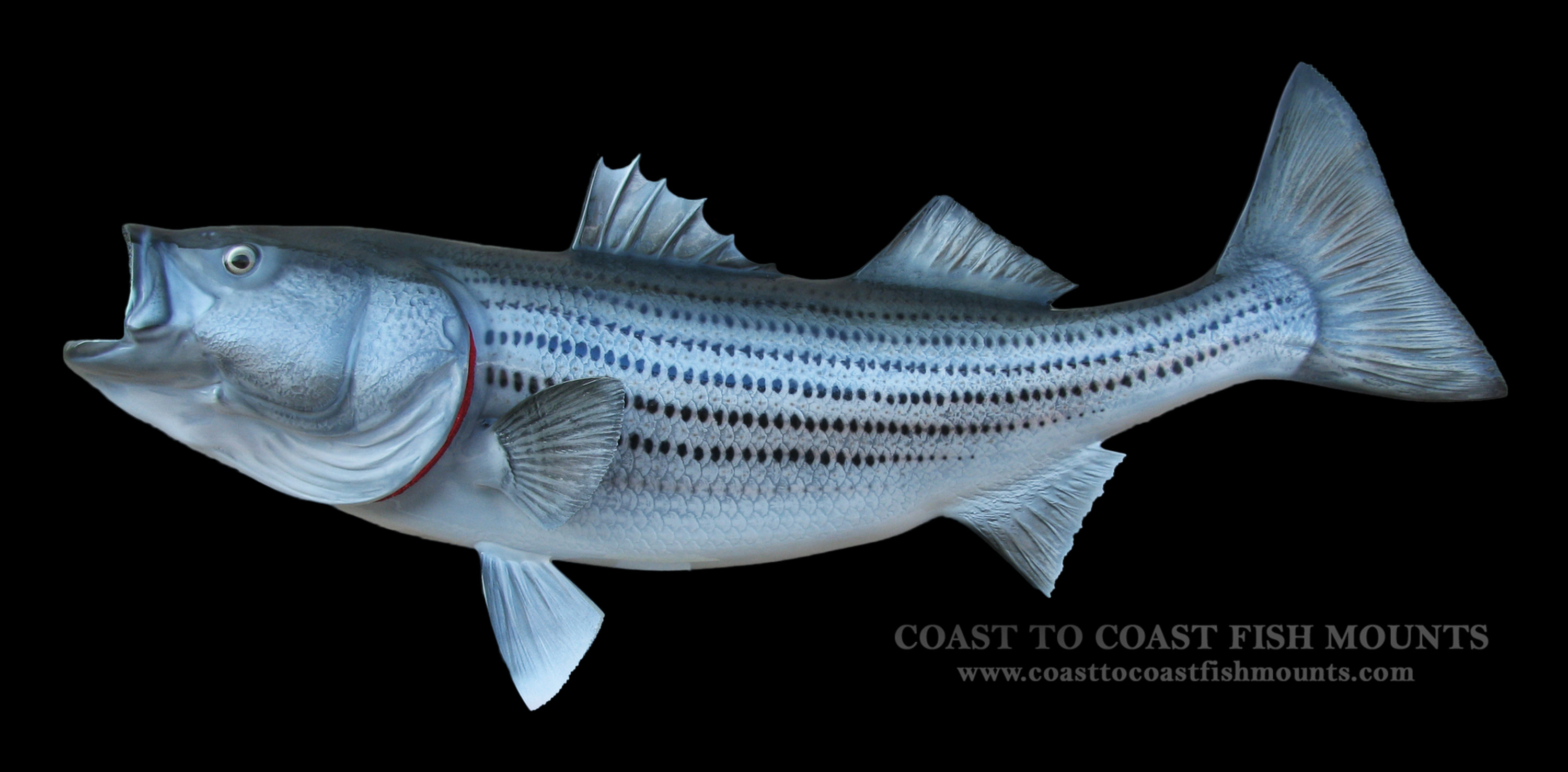 Striped Bass Fish White Blue Indoor Outdoor Dyed Nylon Flag