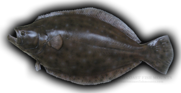 Fluke (Flounder) Fish Mounts & Replicas by Coast-to-Coast Fish Mounts