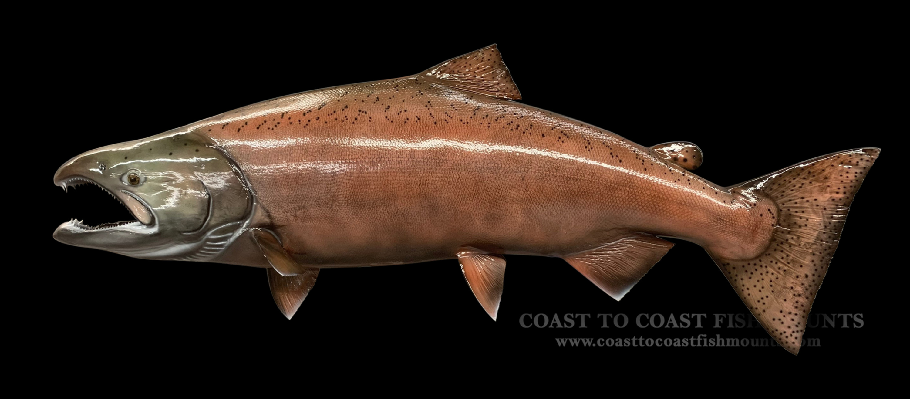 King Salmon Fish Mounts & Replicas by Coast-to-Coast Fish Mounts