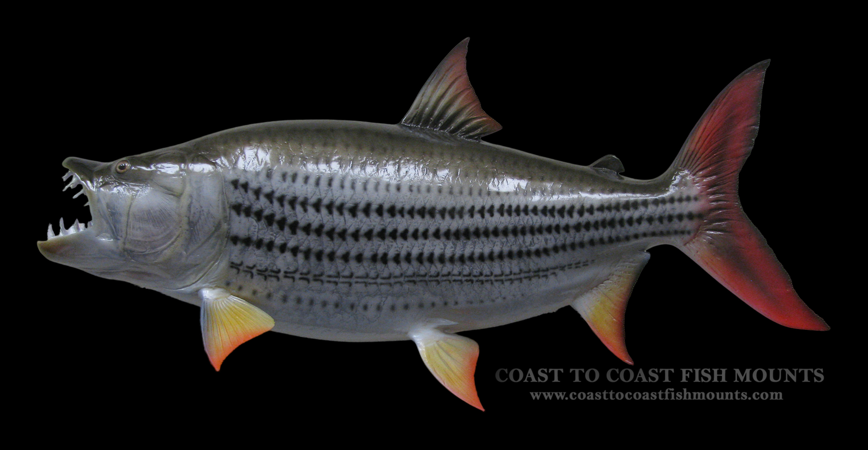 Tigerfish Fish Mounts & Replicas by Coast-to-Coast Fish Mounts
