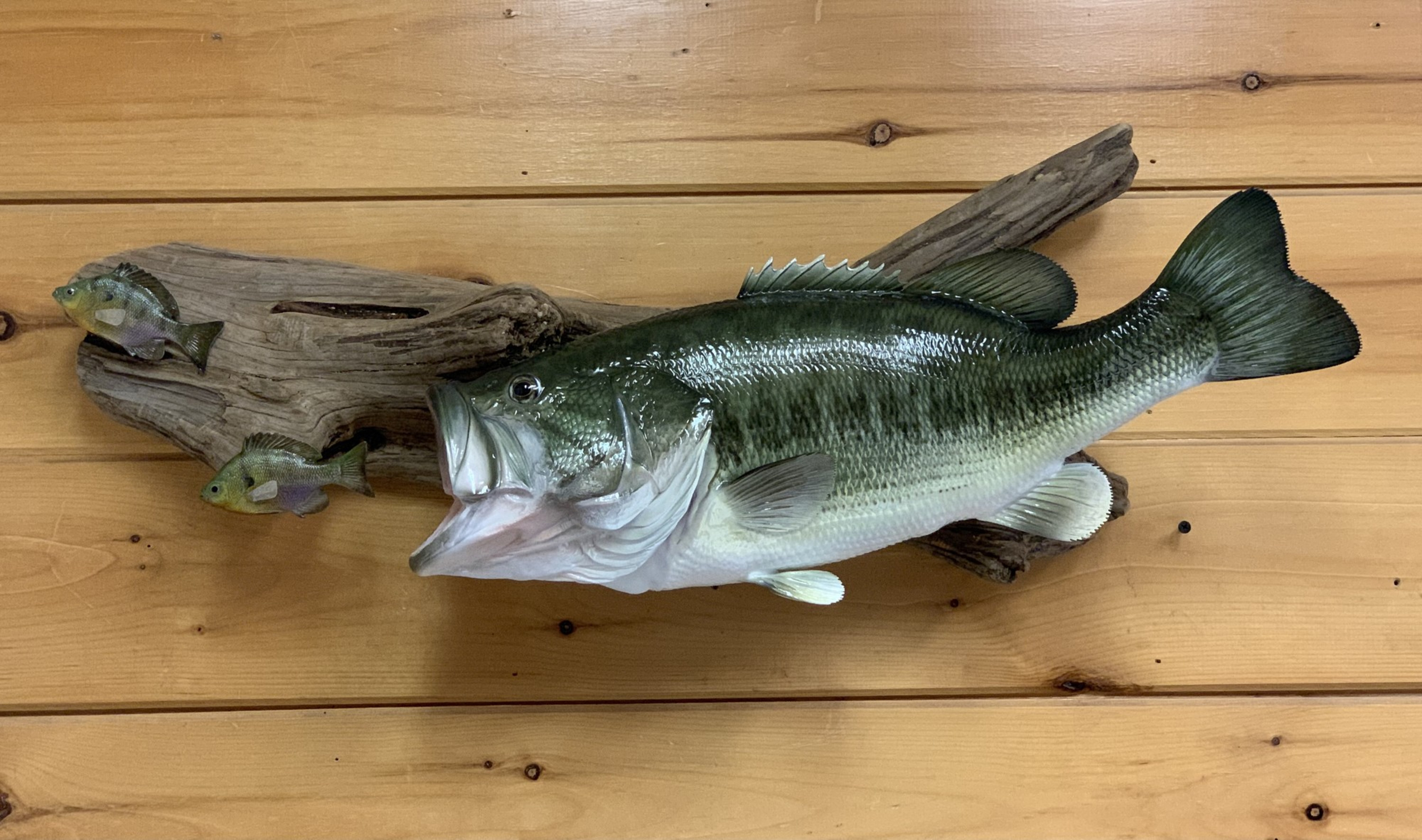 Old Taxidermied Largemouth Bass