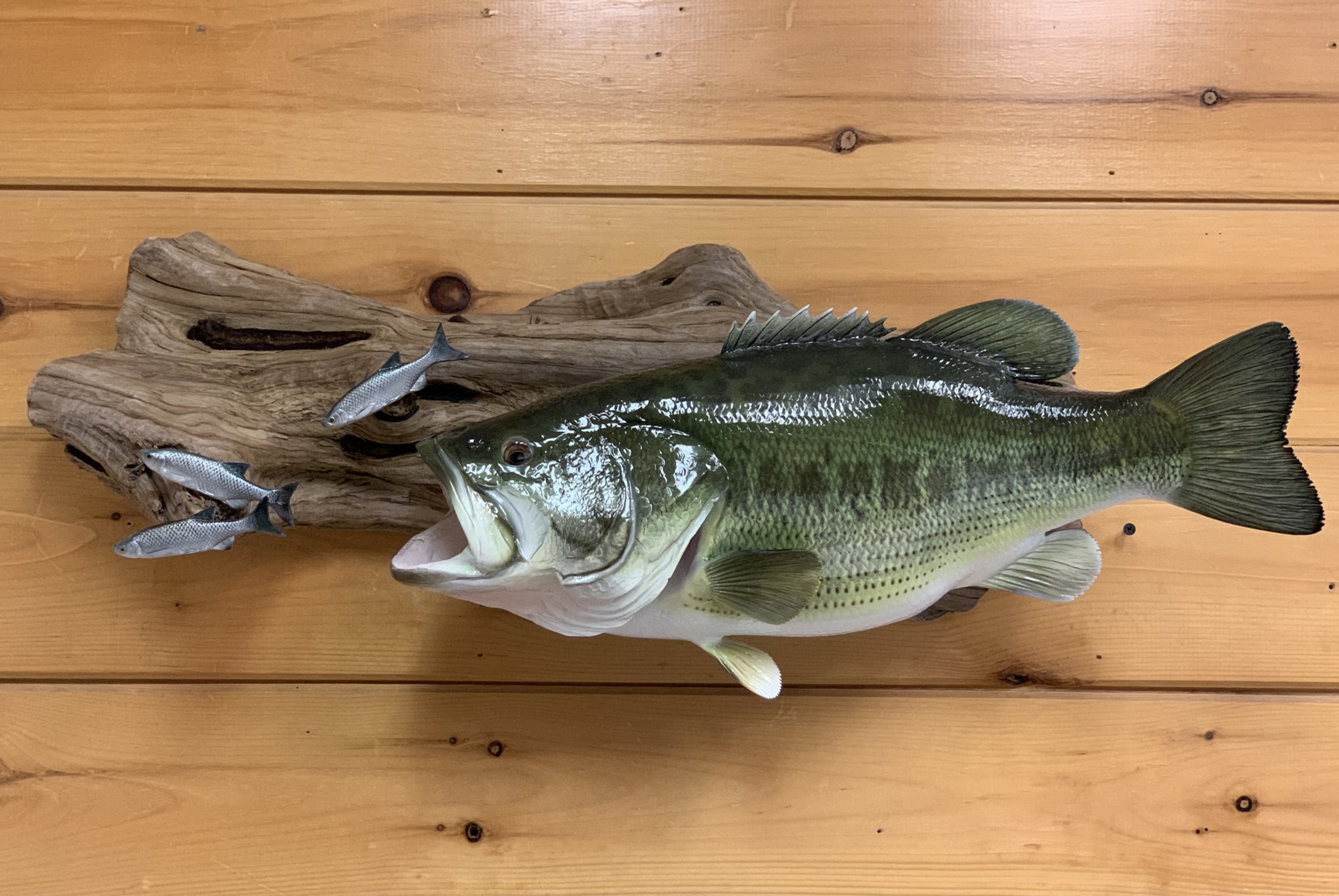Largemouth Bass Taxidermy Fish Mount For Sale