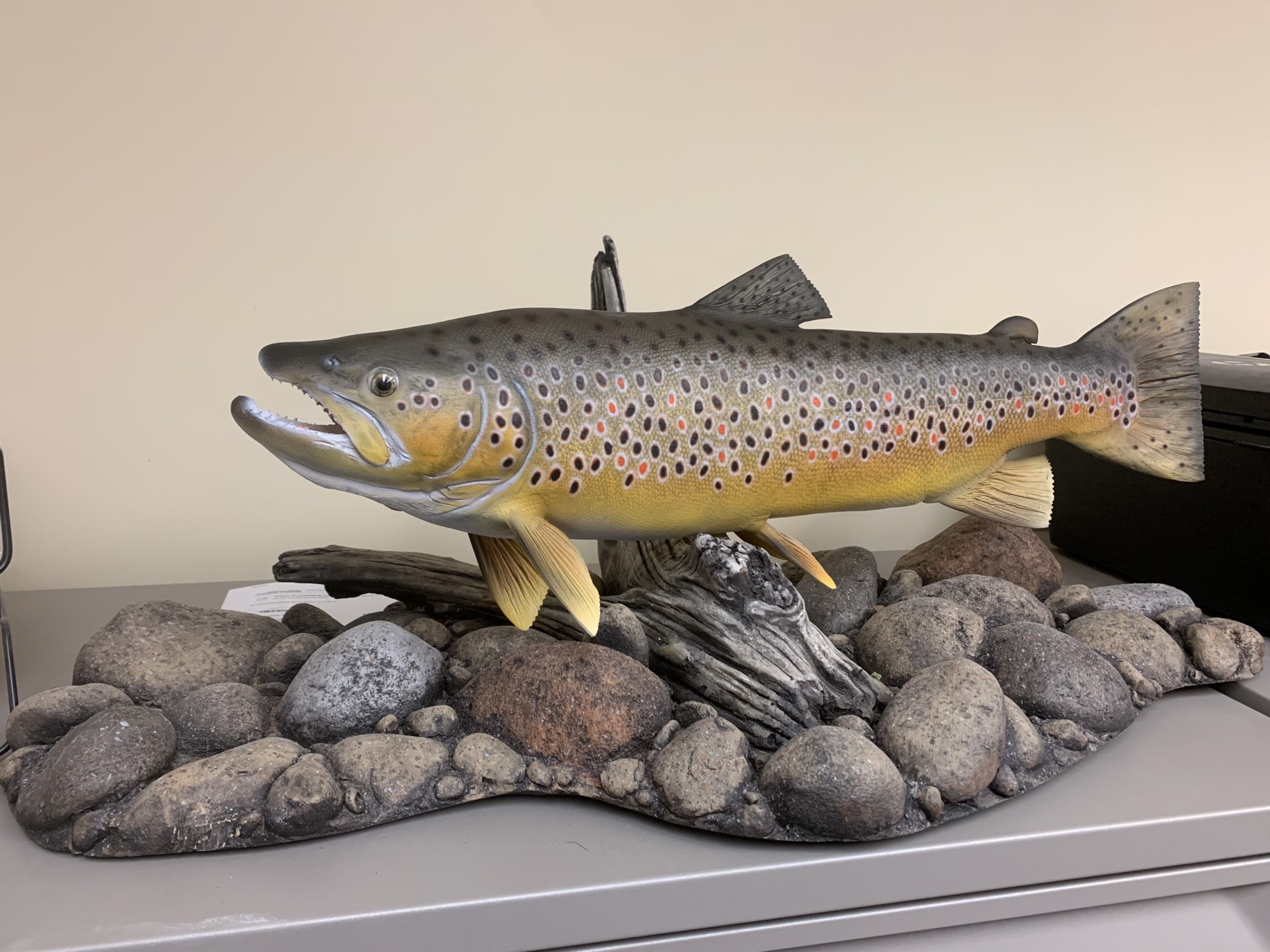 Brown Trout Fish Mounts & Replicas by Coast-to-Coast Fish Mounts
