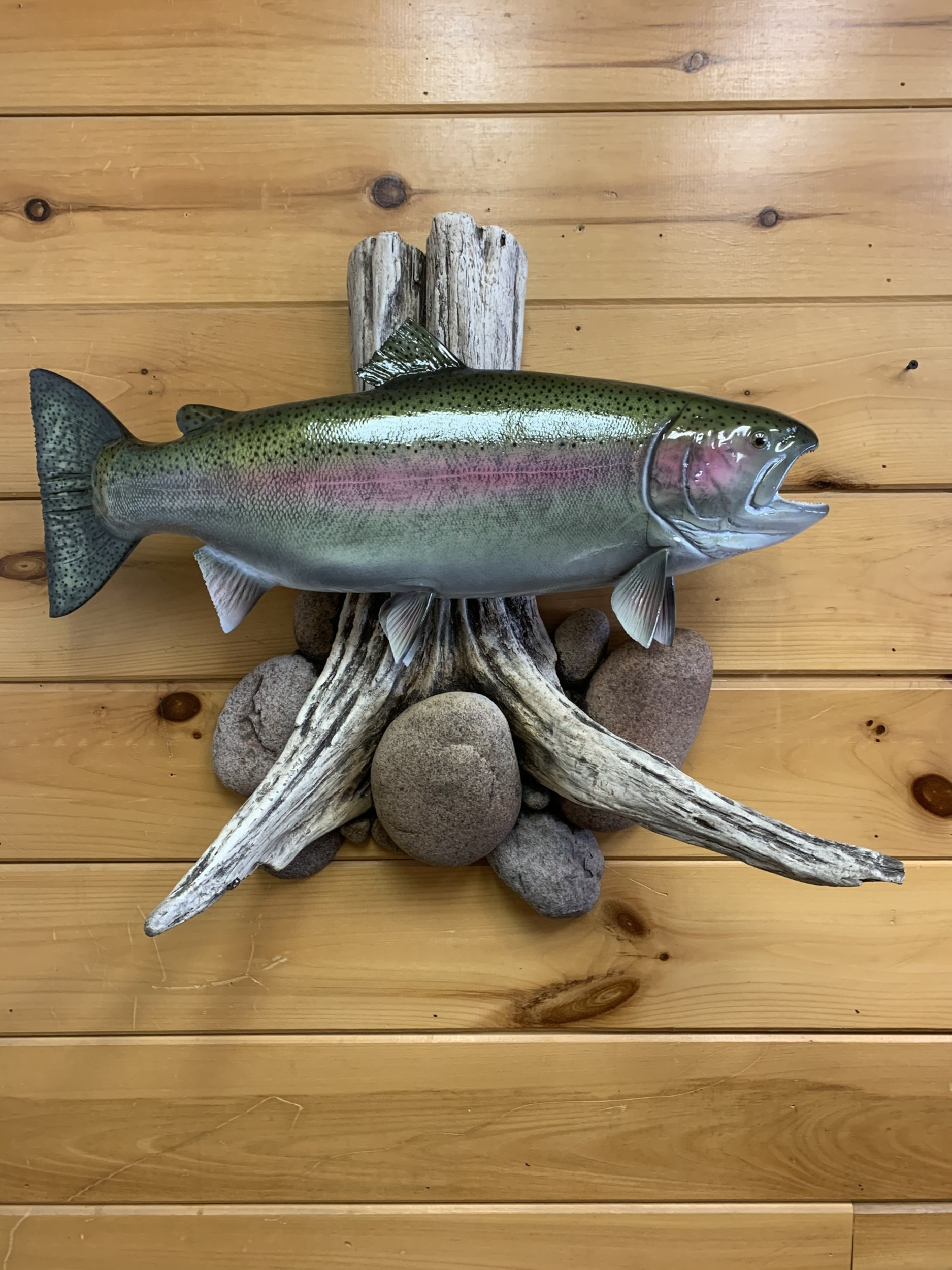 Rainbow Trout Fish Mounts & Replicas by Coast-to-Coast Fish Mounts