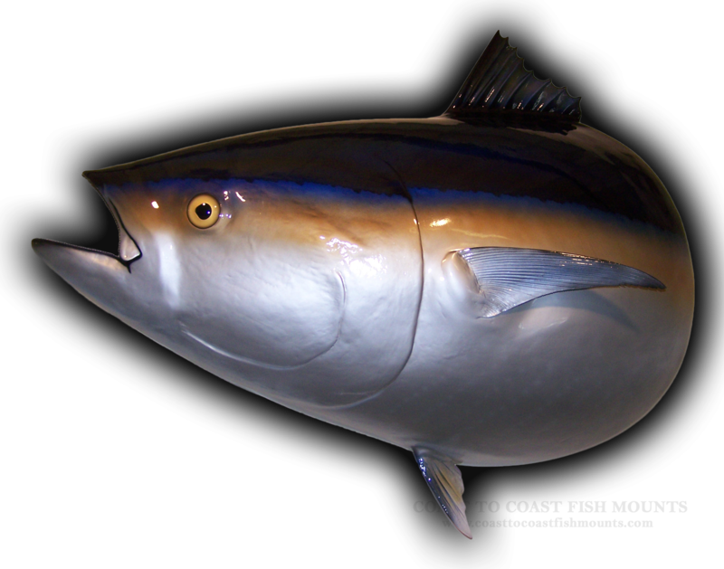 1000 lb Bluefin Tuna Head Mount Fish Replica