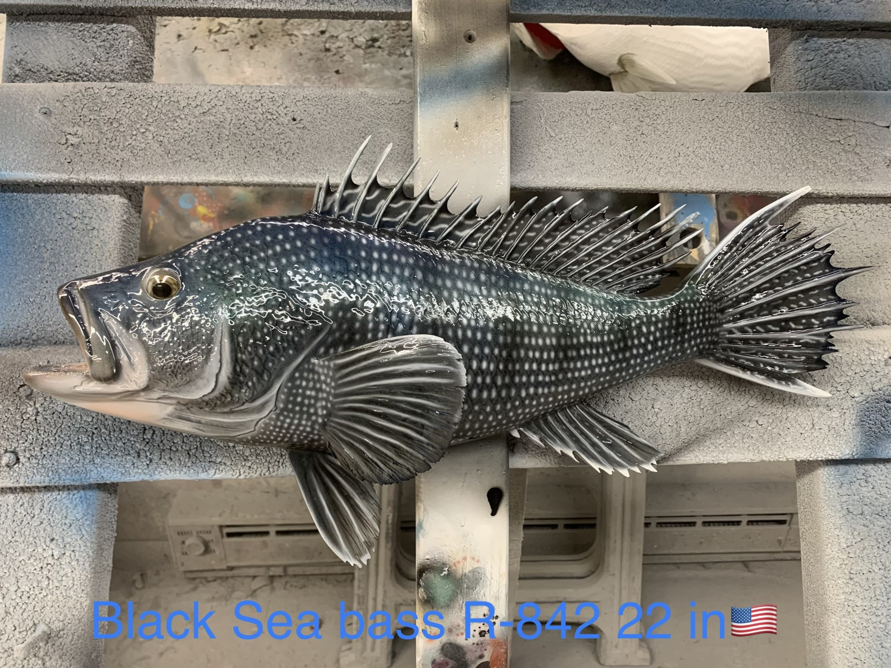 Black Sea Bass Fish Mounts & Replicas by Coast-to-Coast Fish Mounts