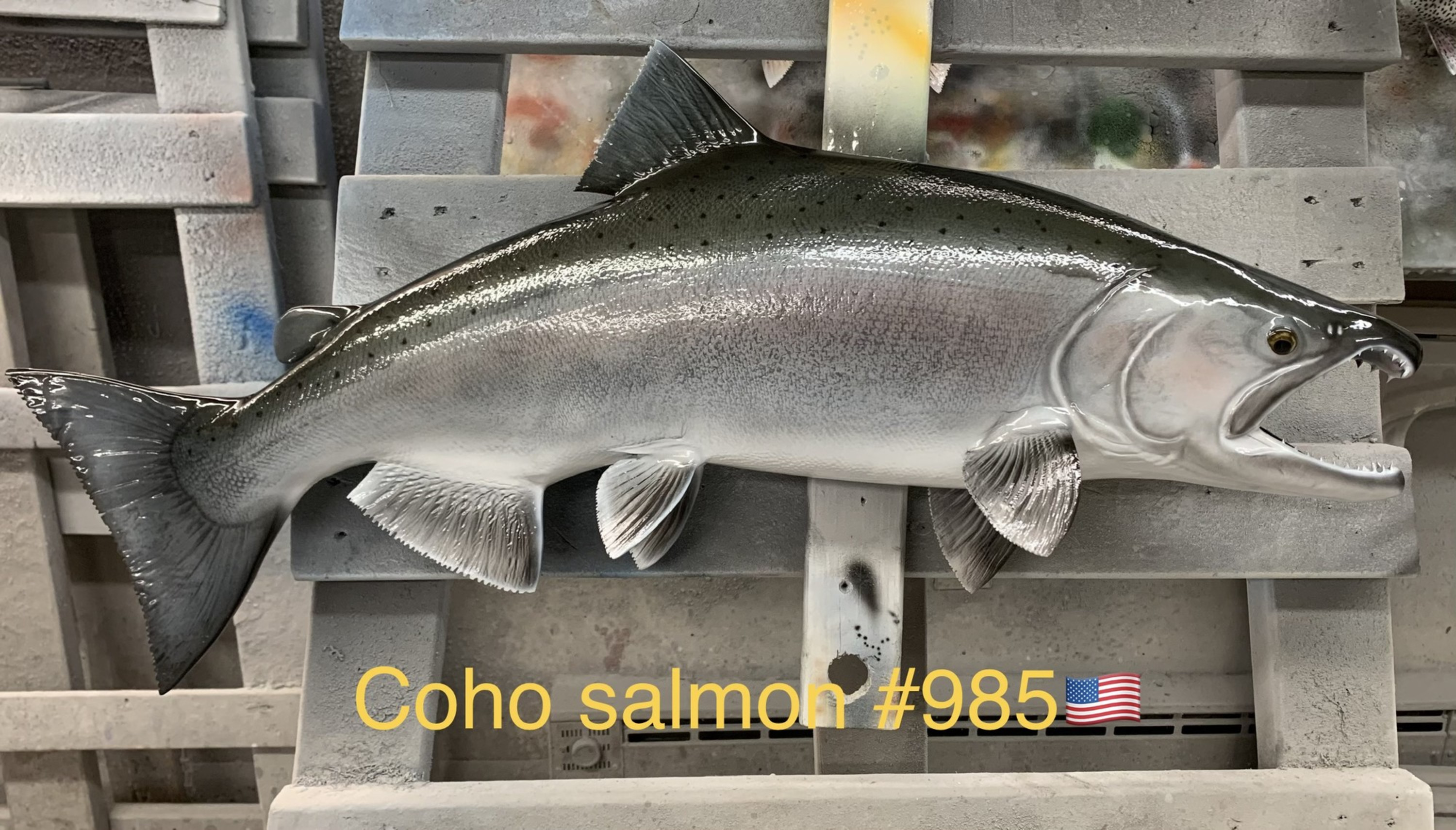 Coho Salmon Fish Mounts & Replicas by Coast-to-Coast Fish Mounts