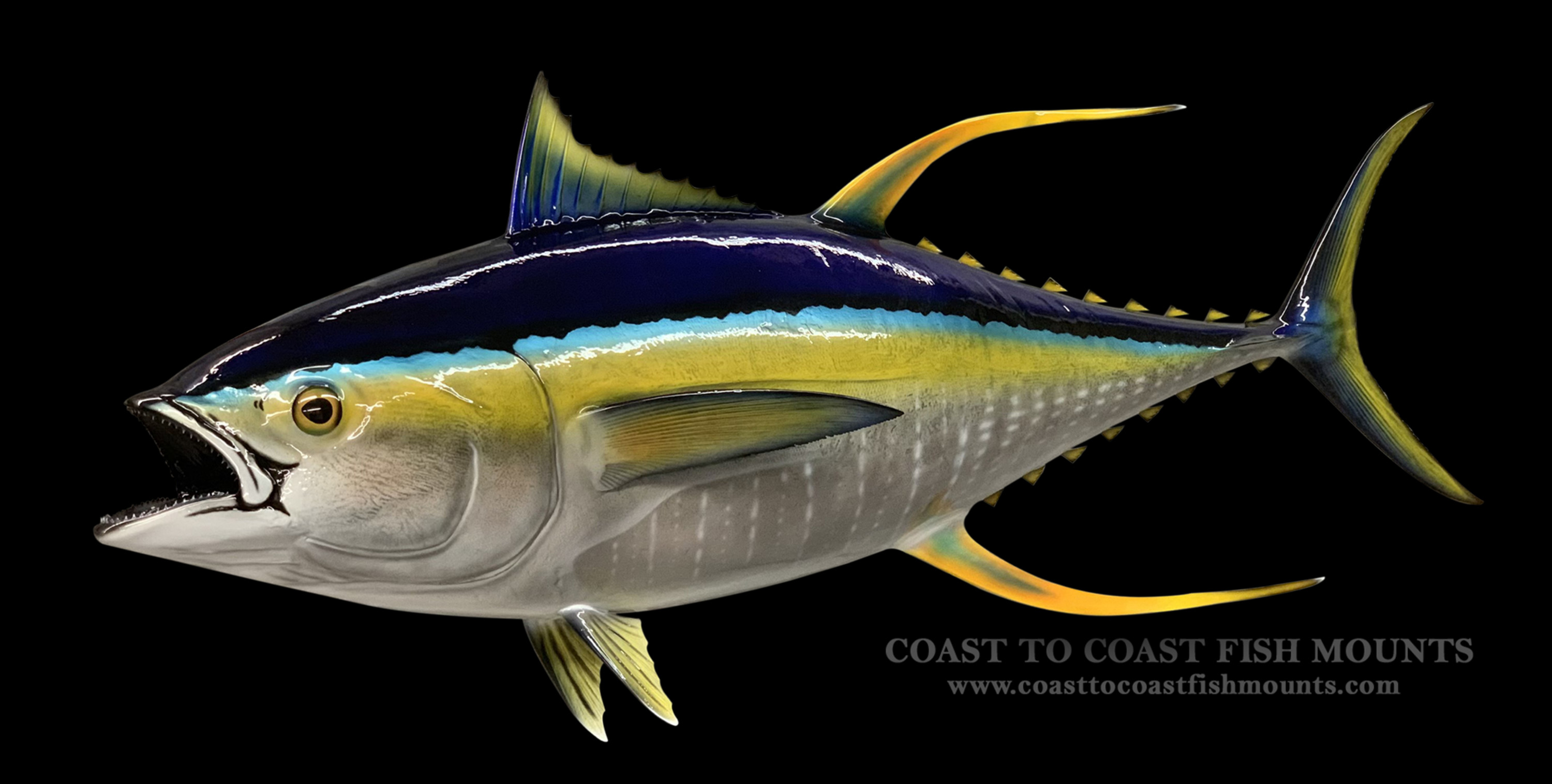 Yellowfin Tuna Fish Mounts & Replicas by Coast-to-Coast Fish Mounts