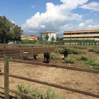 We visited a buffalo mozzarella-mkaing farm and facility.  Educational AND very tasty!