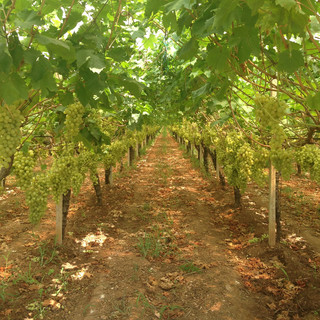 I've never seen tabel grapes growing!  These grapes arent's used for wine and they are absolutely delicious!